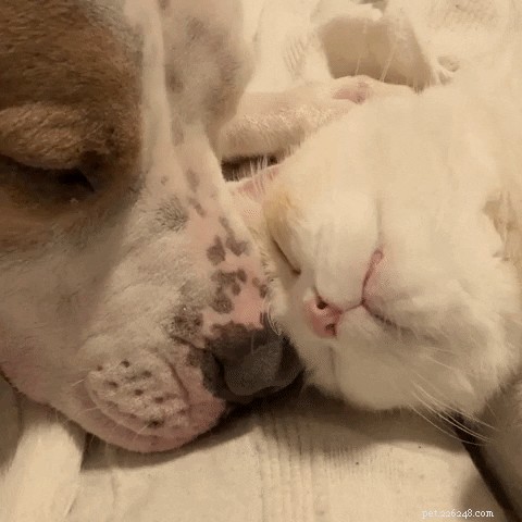 21 Heartwarming Cat‑Dog Pairings That Show Love Beats Conflict