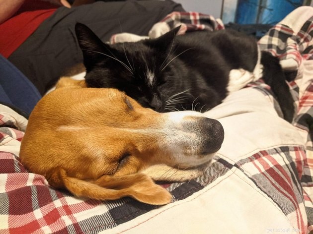 21 Heartwarming Cat‑Dog Pairings That Show Love Beats Conflict