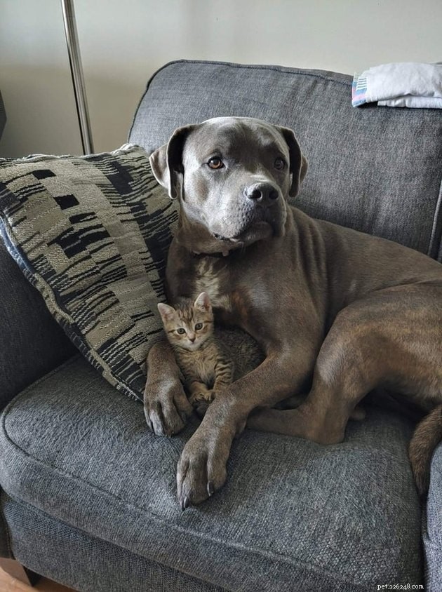 21 Heartwarming Cat‑Dog Pairings That Show Love Beats Conflict