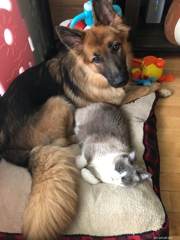 21 Heartwarming Cat‑Dog Pairings That Show Love Beats Conflict