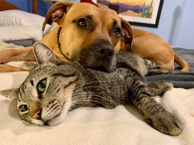 21 Heartwarming Cat‑Dog Pairings That Show Love Beats Conflict