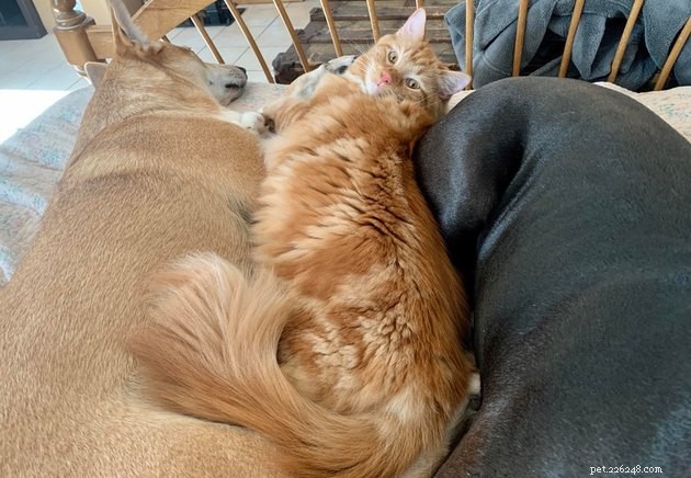 21 Heartwarming Cat‑Dog Pairings That Show Love Beats Conflict