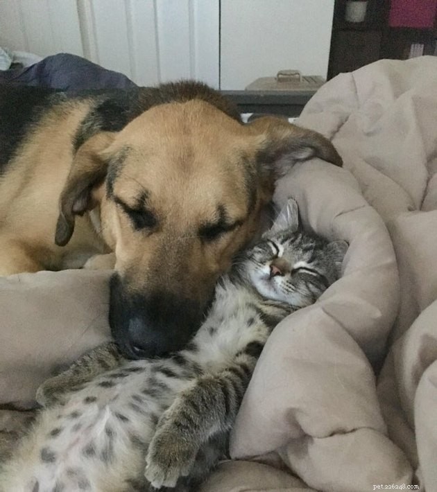 21 Heartwarming Cat‑Dog Pairings That Show Love Beats Conflict