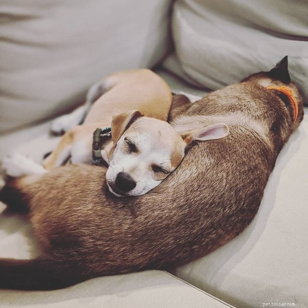 21 Heartwarming Cat‑Dog Pairings That Show Love Beats Conflict