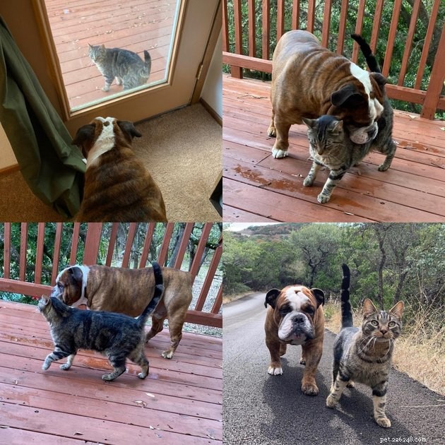 21 Heartwarming Cat‑Dog Pairings That Show Love Beats Conflict