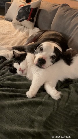 21 Heartwarming Cat‑Dog Pairings That Show Love Beats Conflict