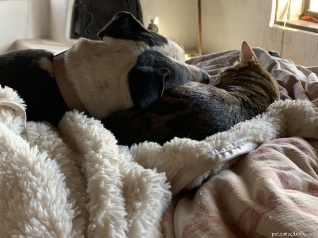 21 Heartwarming Cat‑Dog Pairings That Show Love Beats Conflict