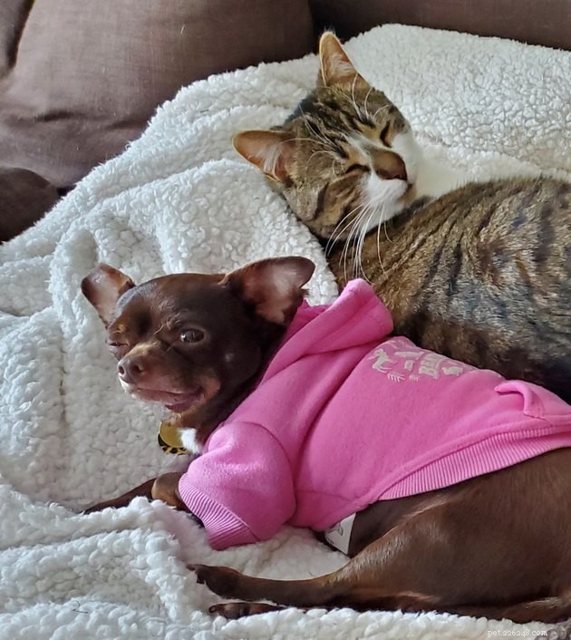 21 Heartwarming Cat‑Dog Pairings That Show Love Beats Conflict
