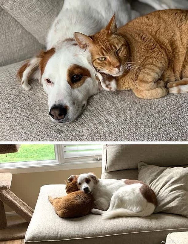 21 Heartwarming Cat‑Dog Pairings That Show Love Beats Conflict