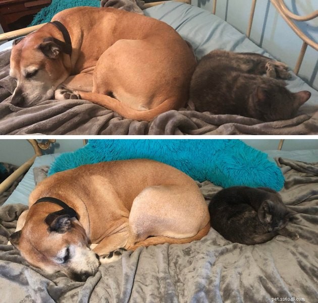 21 Heartwarming Cat‑Dog Pairings That Show Love Beats Conflict