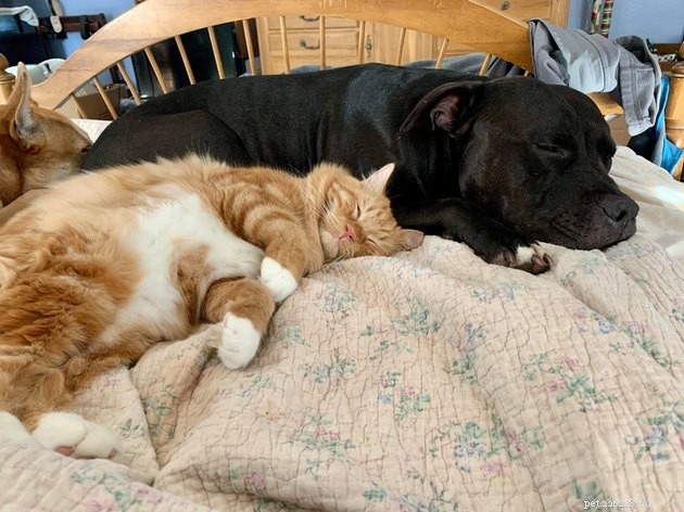 21 Heartwarming Cat‑Dog Pairings That Show Love Beats Conflict