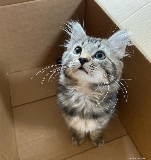 16 Adorable Cats With Stunning Whiskers
