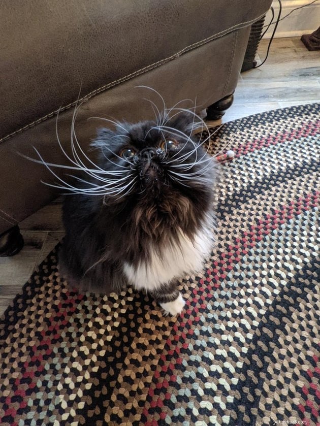 16 Adorable Cats With Stunning Whiskers