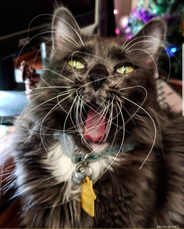 16 Adorable Cats With Stunning Whiskers