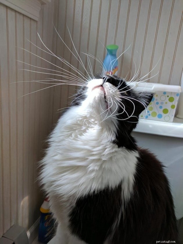 16 Adorable Cats With Stunning Whiskers