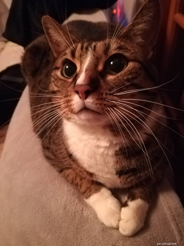 16 Adorable Cats With Stunning Whiskers