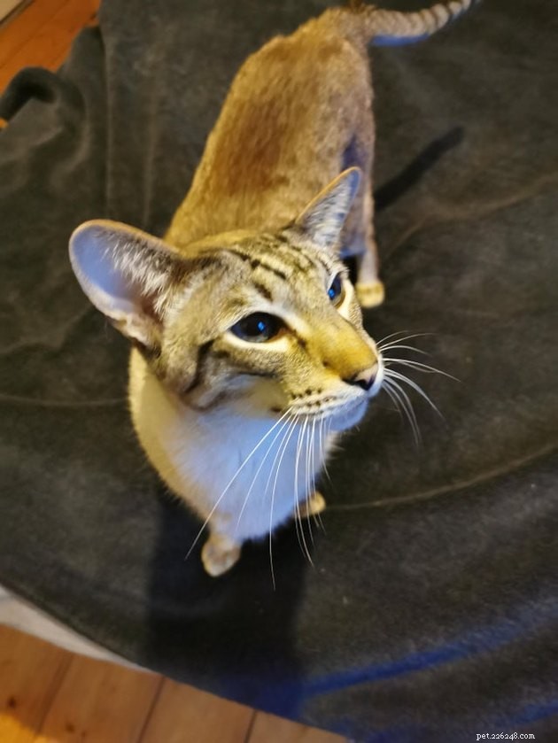 16 Adorable Cats With Stunning Whiskers