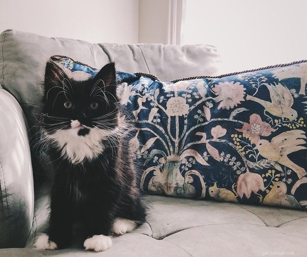 16 Adorable Cats With Stunning Whiskers