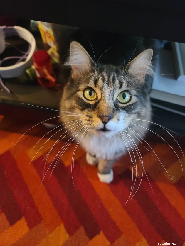 16 Adorable Cats With Stunning Whiskers