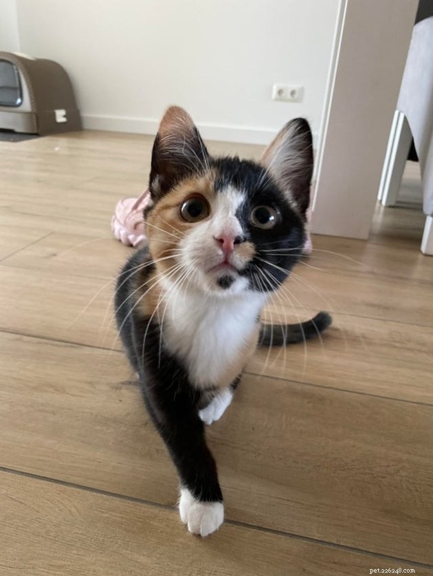 16 Adorable Cats With Stunning Whiskers