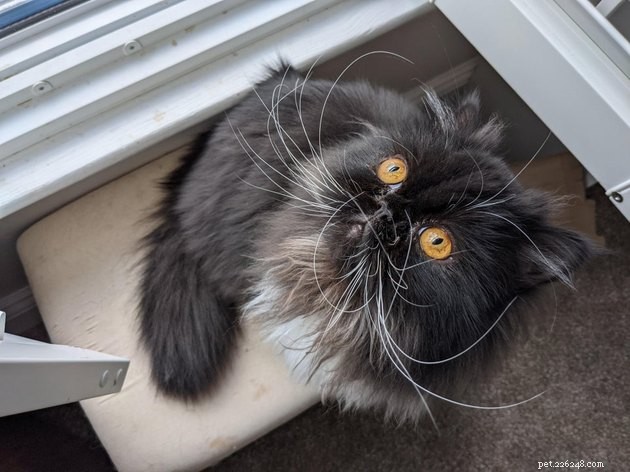 16 Adorable Cats With Stunning Whiskers