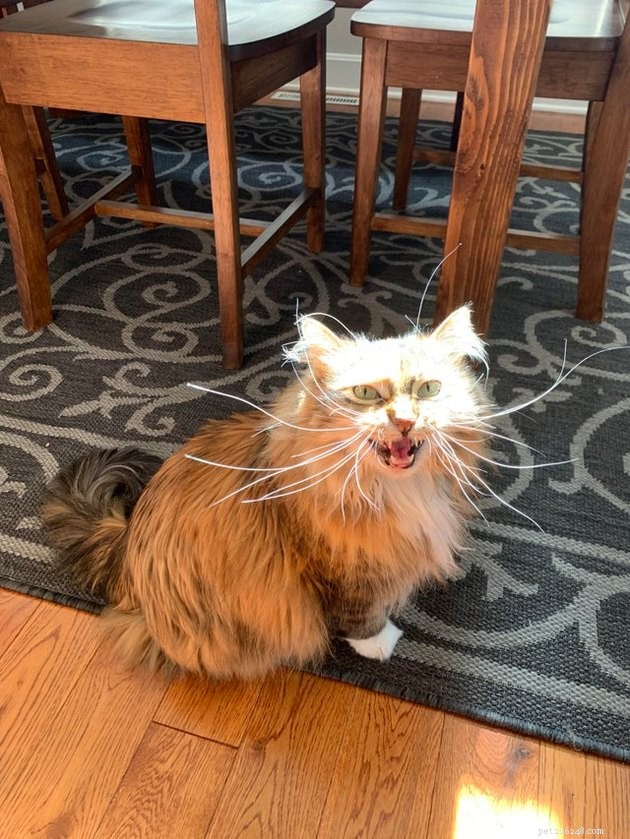 16 Adorable Cats With Stunning Whiskers