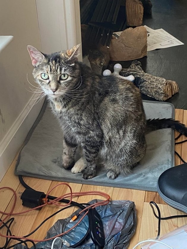 16 Adorable Cats With Stunning Whiskers
