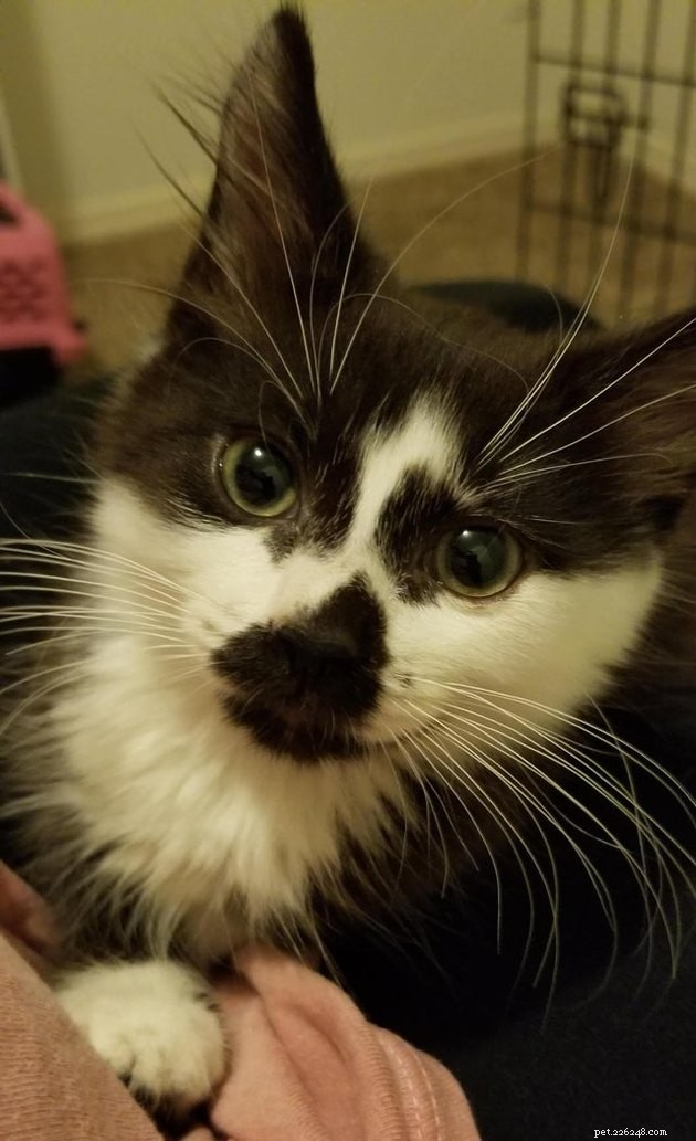 16 Adorable Cats With Stunning Whiskers
