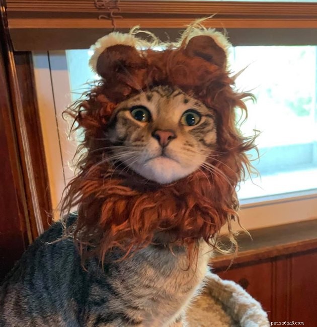 17 Cats Living Their Best Lives: Adorable & Inspiring Moments