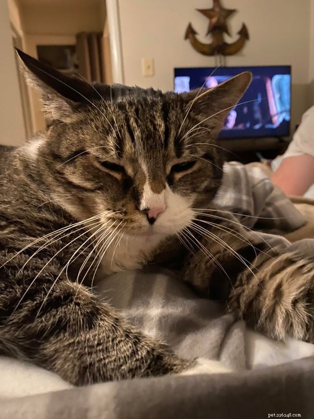 16 Adorable Cats With Stunning Whiskers