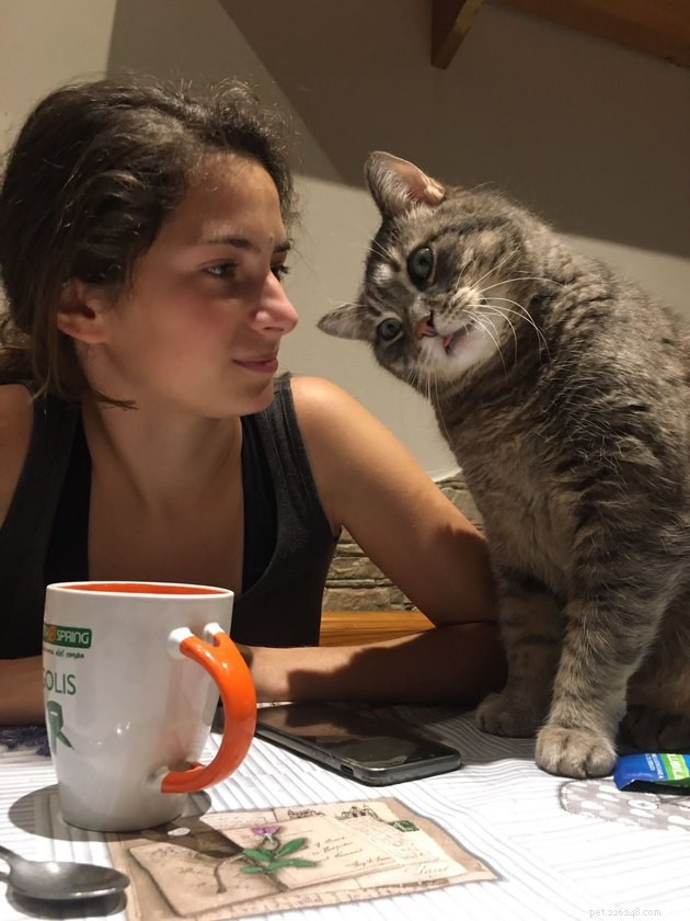 17 Cats Living Their Best Lives: Adorable & Inspiring Moments