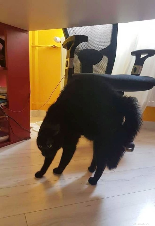 17 Cats Living Their Best Lives: Adorable & Inspiring Moments