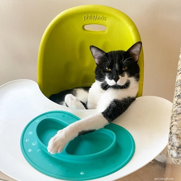 17 Cats Living Their Best Lives: Adorable & Inspiring Moments