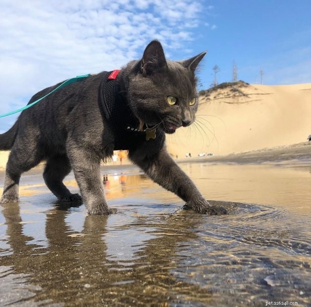 17 Cats Living Their Best Lives: Adorable & Inspiring Moments