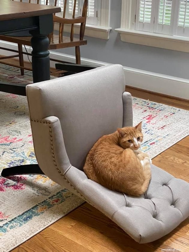 17 Cats Living Their Best Lives: Adorable & Inspiring Moments