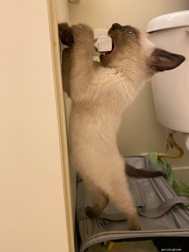 17 Cats Living Their Best Lives: Adorable & Inspiring Moments