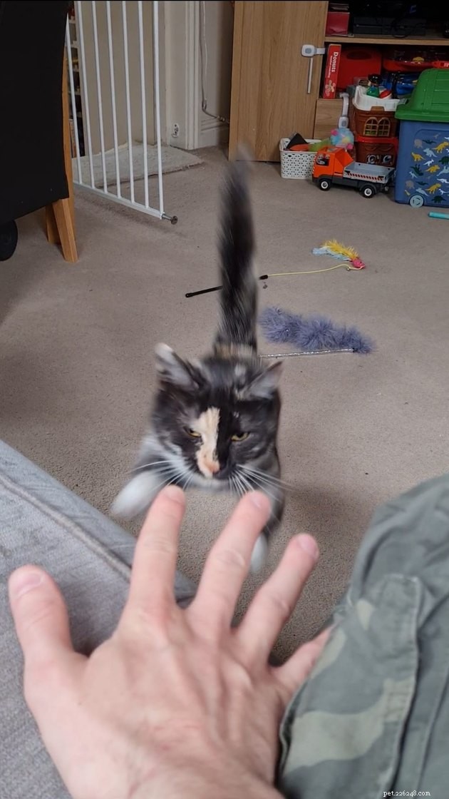 17 Cats Living Their Best Lives: Adorable & Inspiring Moments