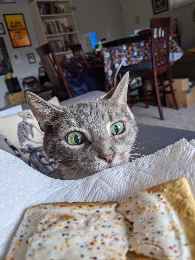 17 Cats Living Their Best Lives: Adorable & Inspiring Moments