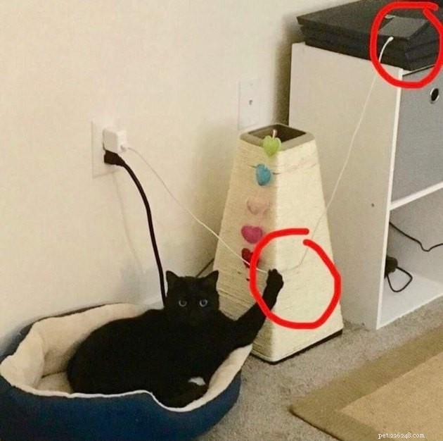 17 Cats Living Their Best Lives: Adorable & Inspiring Moments