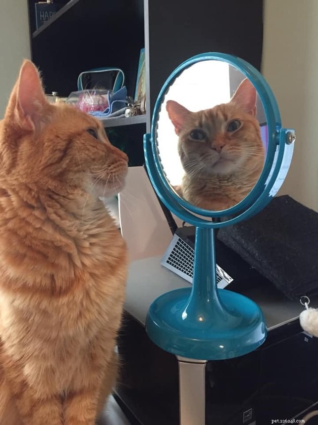 17 Cats Living Their Best Lives: Adorable & Inspiring Moments