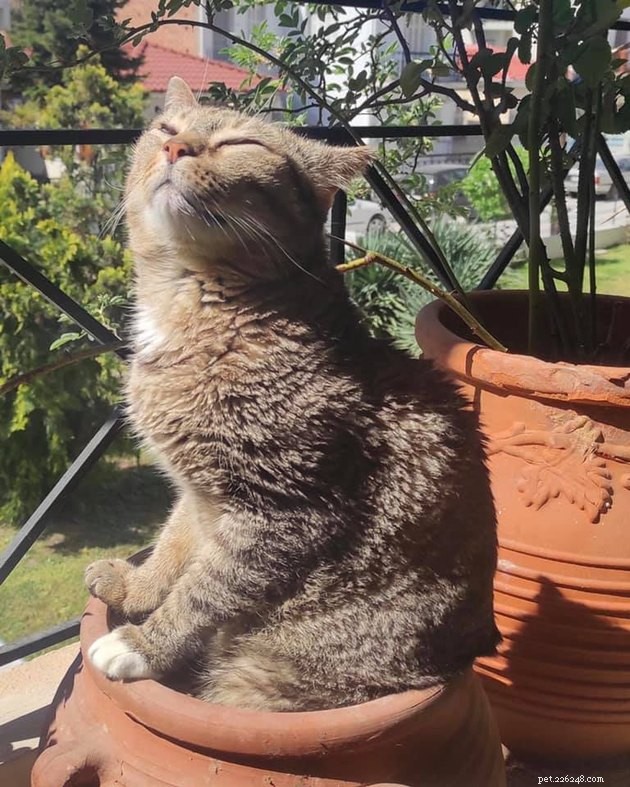 17 Cats Living Their Best Lives: Adorable & Inspiring Moments