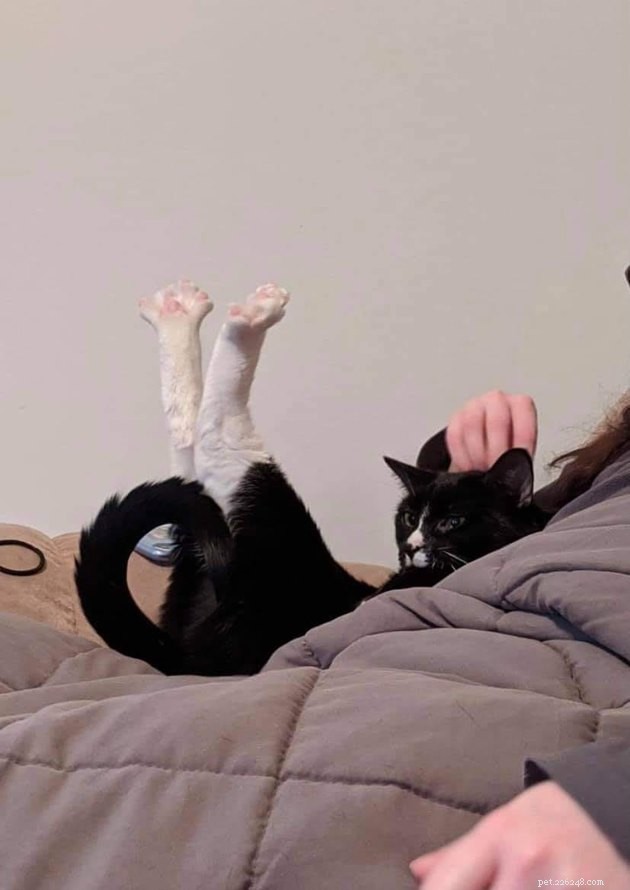 17 Cats Living Their Best Lives: Adorable & Inspiring Moments