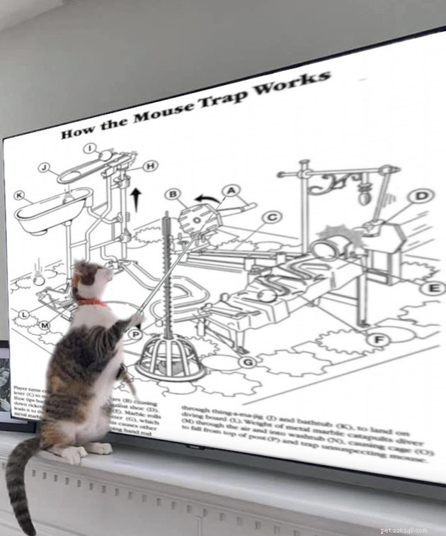 17 Cats Living Their Best Lives: Adorable & Inspiring Moments