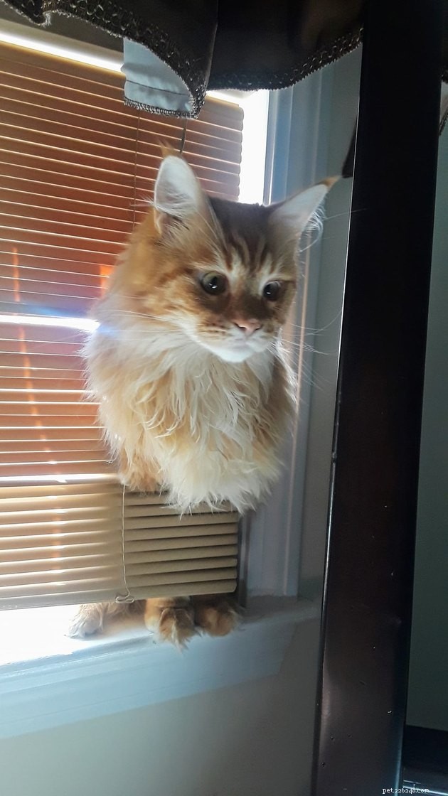 17 Cats Living Their Best Lives: Adorable & Inspiring Moments