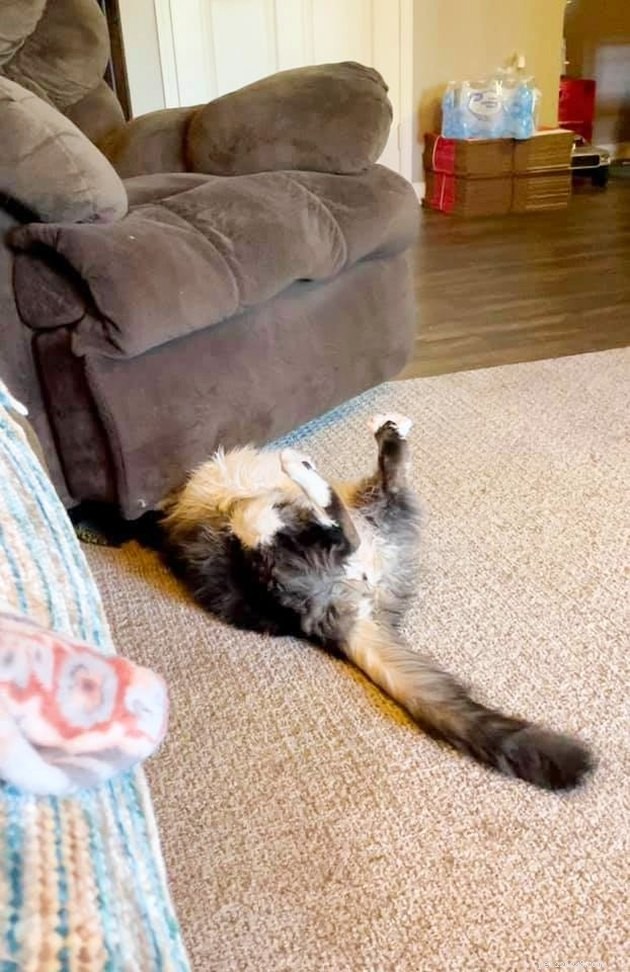 24 Photos That Reveal Why Cats Are Master Sleepers
