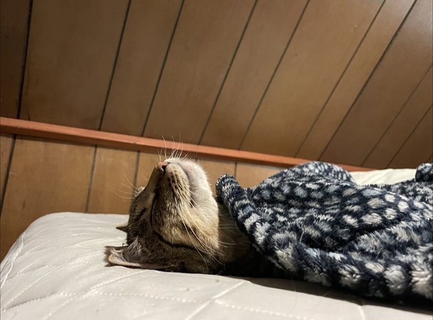 24 Photos That Reveal Why Cats Are Master Sleepers