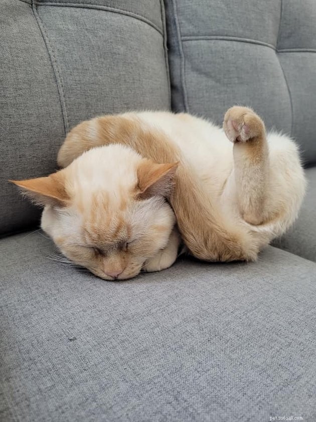 24 Photos That Reveal Why Cats Are Master Sleepers