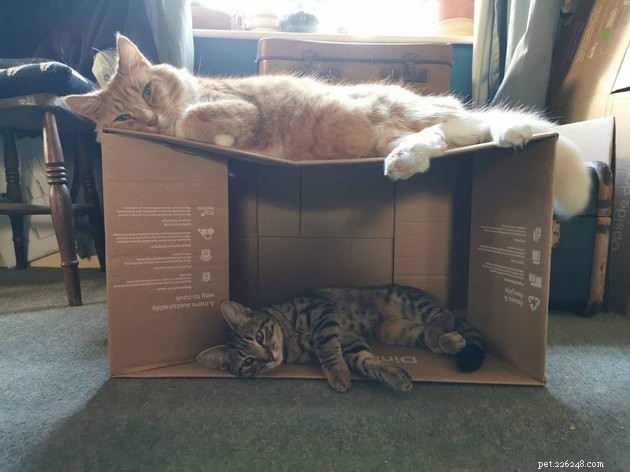24 Photos That Reveal Why Cats Are Master Sleepers