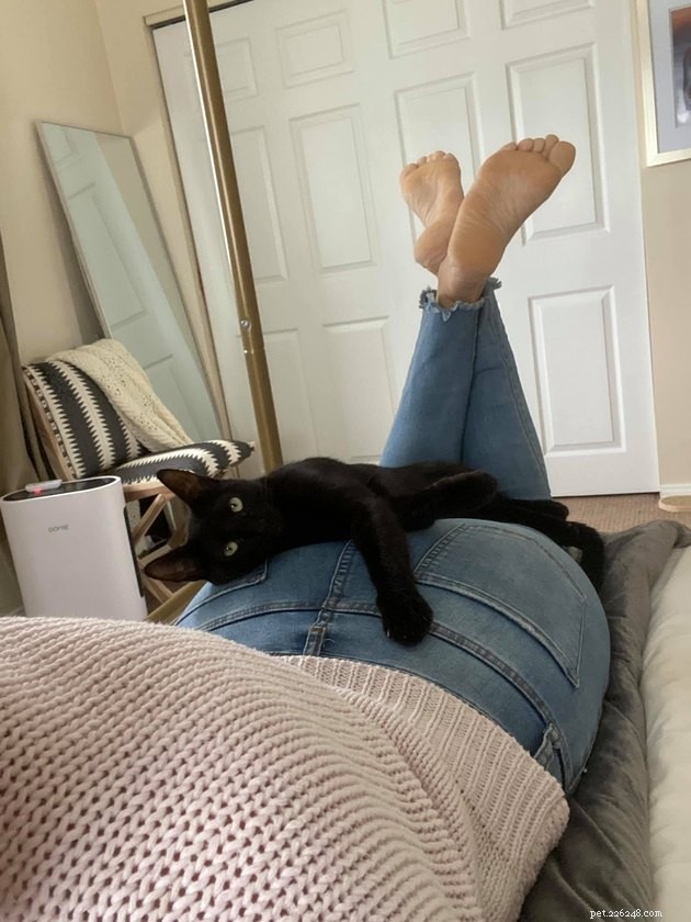 24 Photos That Reveal Why Cats Are Master Sleepers