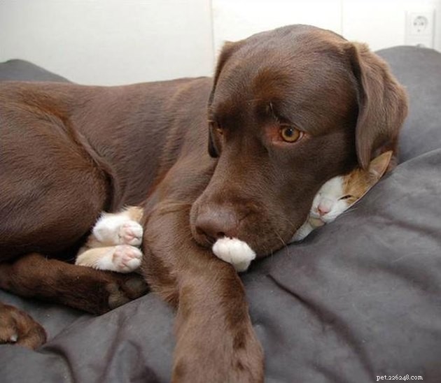 24 Photos That Reveal Why Cats Are Master Sleepers